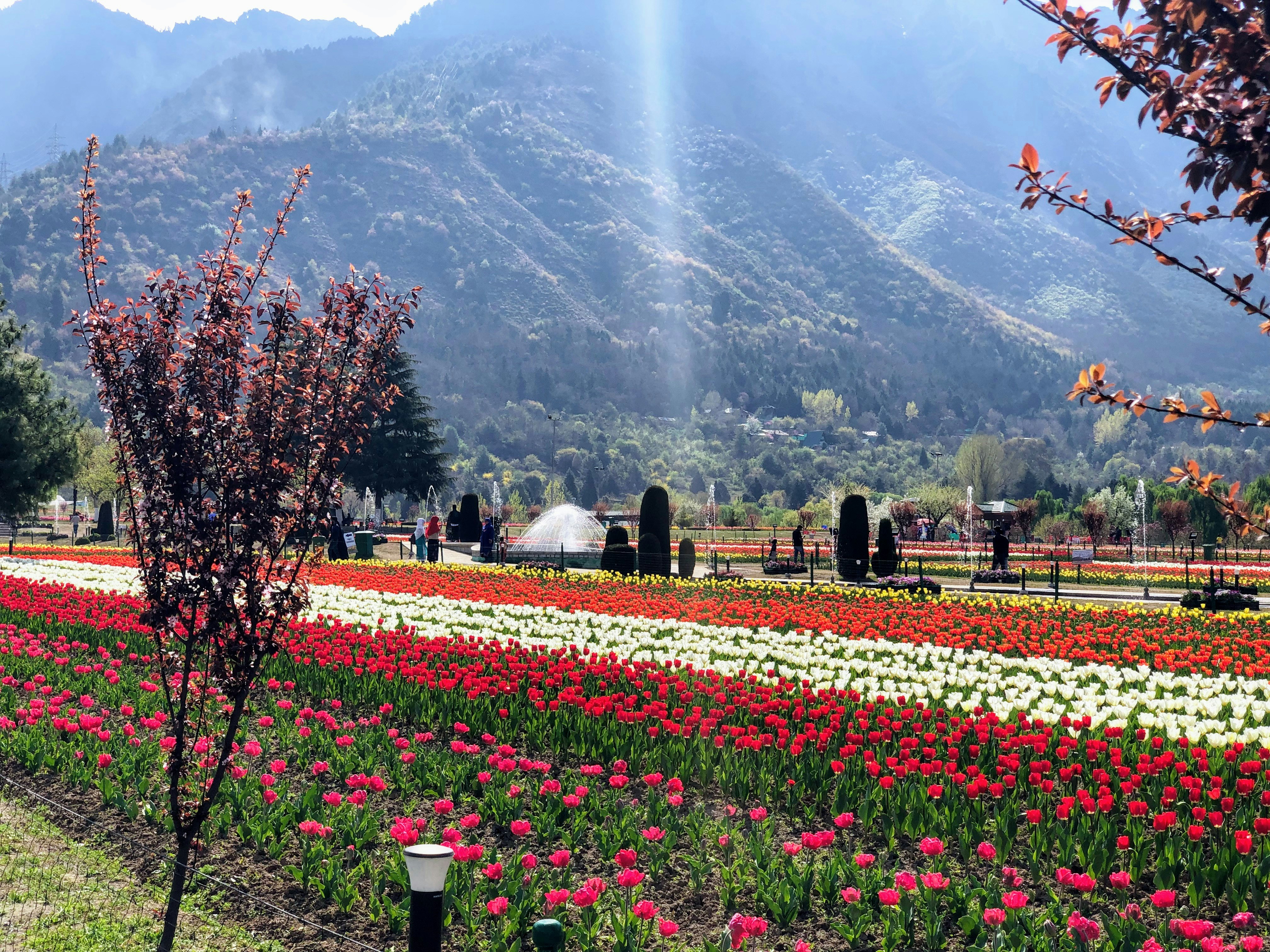 Indira Gandhi Memorial Tulip Garden Srinagar